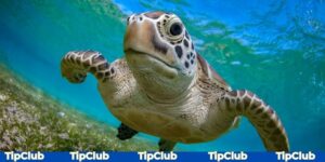 Nằm mơ thấy rùa